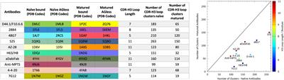 Local and Global Rigidification Upon Antibody Affinity Maturation